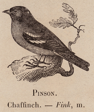 Le Vocabulaire Illustre: Pinson; Chaffinch; Fink (engraving)