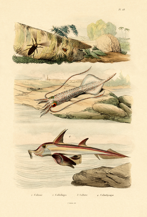 Squid, 1833-39 (coloured engraving)