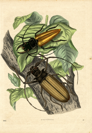Tropical Longhorn Beetles (hand-coloured copper engraving)