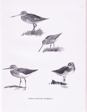 Godwits and Green Sandpipers, 1938 (litho)