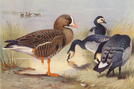 White-Fronted Goose, Bernacle Goose (colour litho)