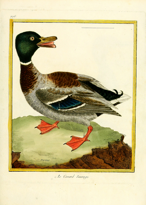 Mallard (print)