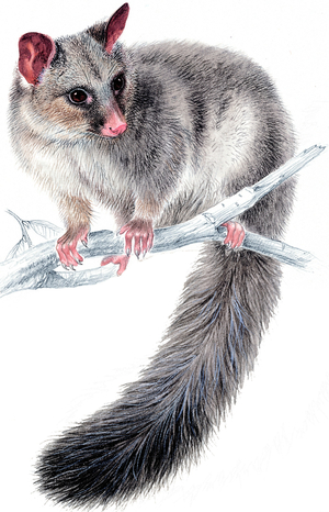 Common brushtail possum