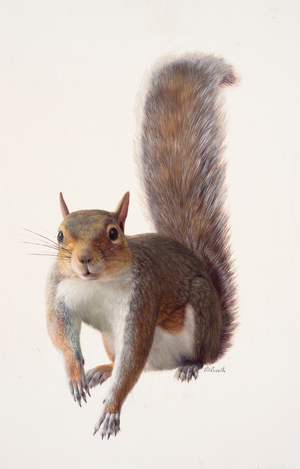 Study of a grey squirrel (oil on paper)