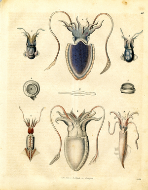 Anatomy of various cuttlefish species (hand-coloured litho)