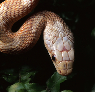 A head of western rat snake  (photo)