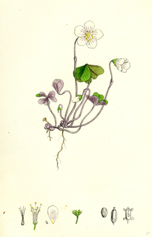 Oxalis Acetosella Wood Sorrel