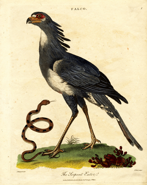 The Secretary Bird or Serpent Eater, 1810 (print)
