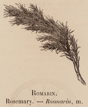 Le Vocabulaire Illustre: Romarin; Rosemary; Rosmarin (engraving)