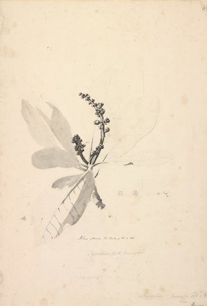 Rhus artrum