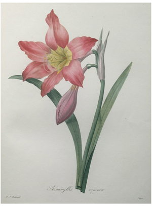 Amaryllis