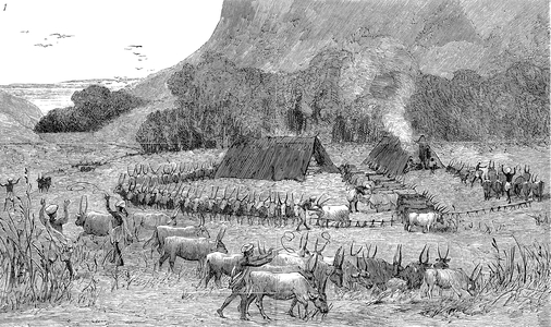 A bullock encampment in India