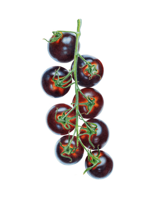 Black cherry vine tomatoes, 2024 (Watercolour on paper)
