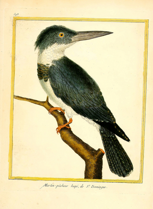 Crested Kingfisher from Santo Domingo (print)