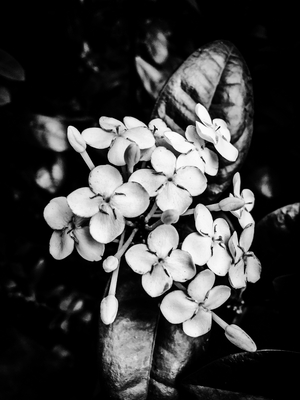 Flower nº 24, 2025 (photo)