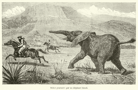 Baker poursuivi par un elephant blesse (engraving)