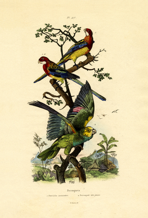 Yellow-headed Parrot, 1833-39 (coloured engraving)