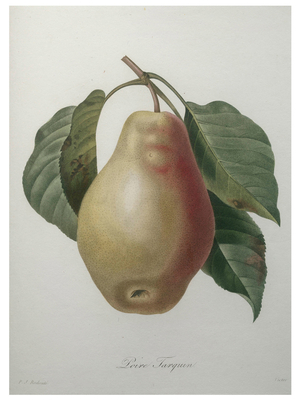 Poire Tarquin