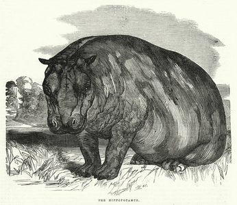 The Hippopotamus (engraving)