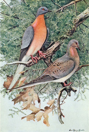 Pair of Passenger Pigeons, 1906 (colour litho)