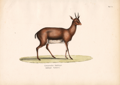 Cuvier's Gazelle in Profile, 1848 (lithography)