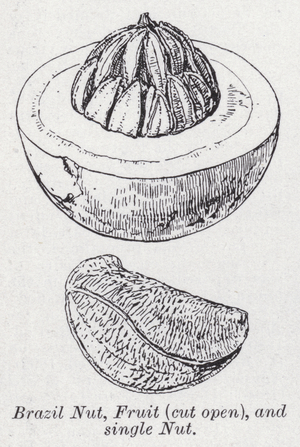 Brazil nut, fruit, cut open, and single nut (litho)