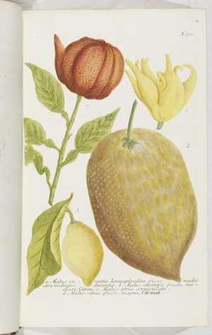 Malus Aurantia, 1737 (engraving)