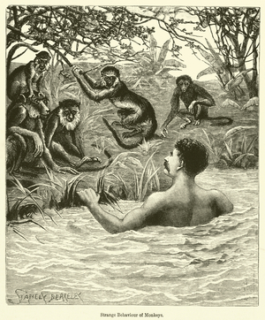 Strange Behaviour of Monkeys (engraving)