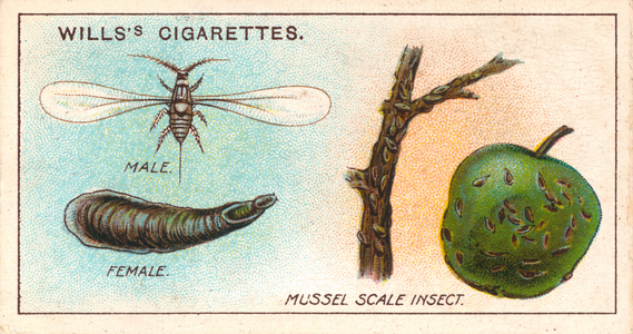 Garden Life: Mussel Scale Insect (chromolitho)