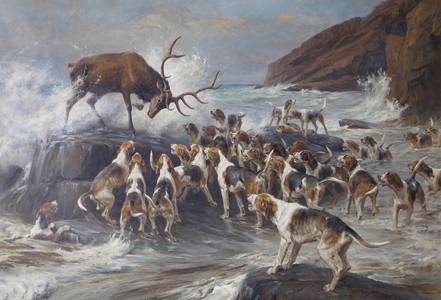 Stag at Bay on a Rocky Shore