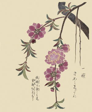 Prunus persica 'Sagami-shidare' (hana-momo, flowering peach), 1828-44 (hand-coloured woodblock print)