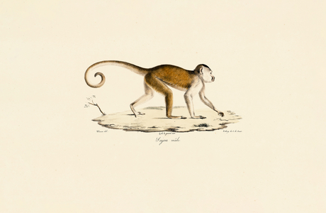 Male Tufted Capuchin, 1824 (hand-coloured litho)