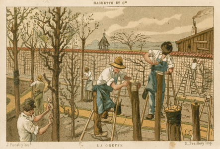 Grafting trees (colour litho)