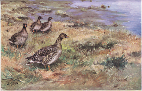Forest Bean Goose (litho)