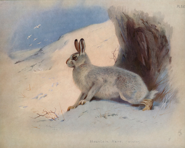 Mountain Hare (winter) (colour litho)
