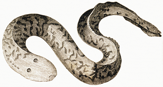 The Great Lamprey, 1892 (engraving)