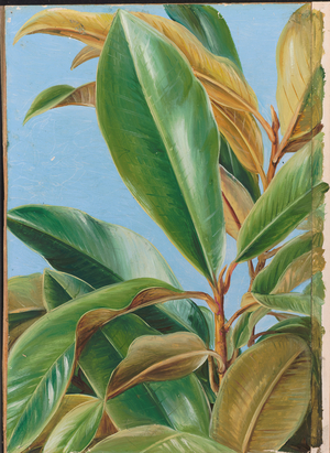 Foliage of the gutta percha, 1880 (oil on board)