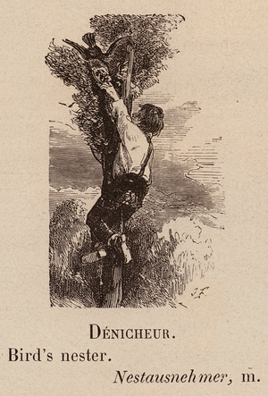 Le Vocabulaire Illustre: Denicheur; Bird's nester; Nestausnehmer (engraving)