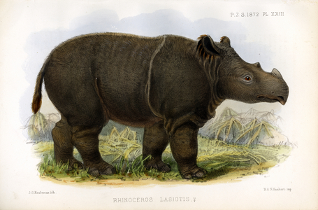 Sumatran Rhinoceros (print)
