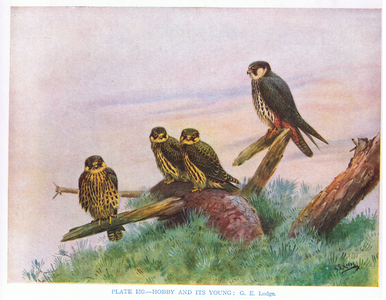 Hobby and young, illustration from 'British Birds' by Kirkman & Jourdain, 1966 (colour litho)