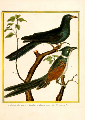 Cuckoo from the East Indies and Crested Cuckoo from Coromandel (print)