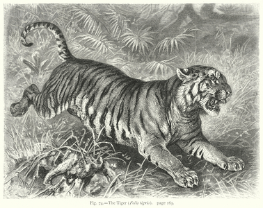 The Tiger (Felis Tigirs) (engraving)