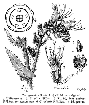 Echium