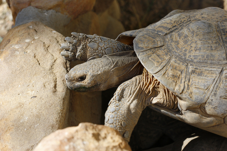 Tortoise (photo)