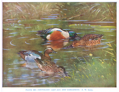 Shovellers, illustration from 'British Birds' by Kirkman & Jourdain, 1966 (colour litho)