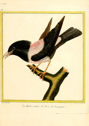 Rose-colored Starling from Burgundy (print)