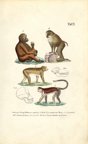 Old World Monkeys: Orangutan, Macaque, Monkey and Baboon, 1850 (lithography)