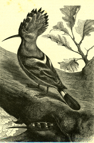 Birds Austria 1891