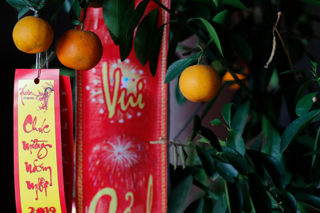 Calamondin orange trees during Chinese New Year, Vietnam, 2019 (photo)