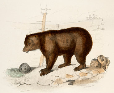 the bear, 18th century (Engraving)